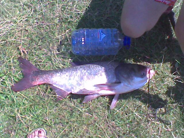 pescuit - Imag006.jpg